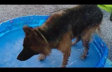 Pies dostał swój własny basen -...