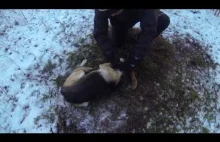 Uwolnienie psa skazanego na śmierć