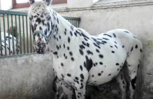 Aukcję koni arabskich "Pride of Poland" bojkotują ważni klienci