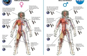 Adaptacja w kosmosie a płeć