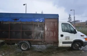 Krosno: Wozili konie w skandalicznych warunkach. Jednego bili powrozem i padł...