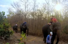 Wioska słoni w Tajlandii - obóz pracy czy zwierzęcy raj?