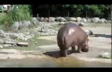 Pierdnięcie hipopotama