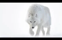 Przepiękne zwierzęta polarne na filmie i zdjęciach.