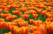 Śliczne tulipany