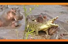 30 + hipopotamów atakuje jednego Krokodyla