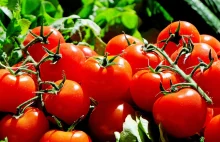 Naukowcy chcą stworzyć pikantne pomidory