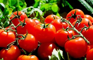 Naukowcy chcą stworzyć pikantne pomidory