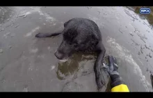 Ratowanie tonącego psa