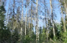 „Las potrzebuje drewna” film dokumentalny z 2007r.
