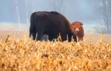Żubry adoptowały krowę. Niezwykłe zdjęcia z Puszczy Białowieskiej.