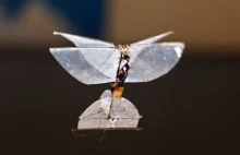 Motyle-szpiedzy: Izraelskie drony jak owady do inwigilacji wewnątrz pomieszczeń