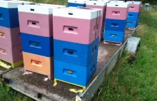 Wymarły dwa miliony pszczół. Policja bada sprawę