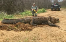 Ogromny aligator - 300 kilogramów, cztery metry.