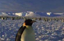 Pingwini głębokościomierz
