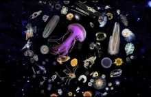 Jesteście ciekawi, jak dokładnie wygląda plankton?