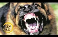 Złota Piątka: Najbardziej agresywne psy świata!
