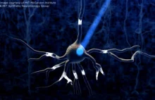 Naukowcy z MIT odkryli miejsce pamięci: pojedyncze neurony