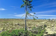 Odkryty w Szwecji świerk ma 9550 lat - to najstarsze drzewo na świecie
