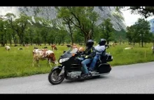 Motocykle przejeżdżają obok setek krów w Alpach