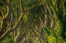 Drzewa w Północnej Irlandii