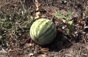 W lesie na Dolnym Śląsku wyrósł arbuz (wideo)