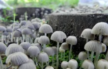 Podpisz petycję ws. legalizacji grzybów halucynogennych!