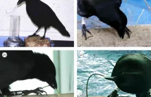 Betty wydawała się najmądrzejszą wroną.Okazało się że inne też są takie sprytne.