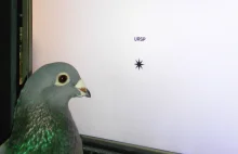 Study: Pigeons Can Learn to Visually Recognize Words | Biology, Psychology