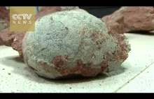 W Chinach Wykopano gigantyczne jajka dinozaurów