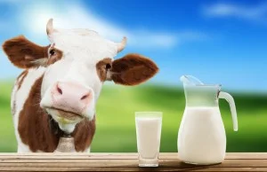 Pić czy nie pić mleko?
