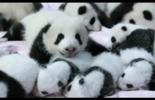 Małe pandy z Chińskiego ZOO. 100 pkt. do poprawy nastroju!