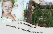 Drzewo runęło na dziewczynkę na placu zabaw bo... dzieci szarpały za gałązki!