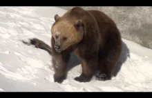 Niedźwiedź po zimowej hibernacji
