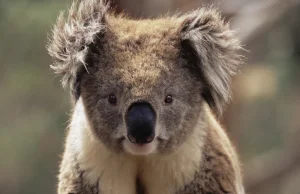 Misie koala są „funkcjonalnie wymarłe”. Eksperci: możemy jeszcze je ocalić