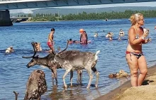 Upały w Wiosce Świętego Mikołaja. W wodzie chłodzą się nawet renifery