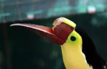 Ranny tukan otrzymał protezę dzioba zrobioną w drukarce 3D