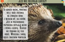 Wszystko co trzeba wiedzieć o jeżach - bo nie wszyscy wiedzą