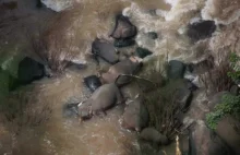 Tajlandia: 6 słoni zginęło po tym, jak próbowały ratować się nawzajem