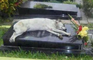 Pies od ponad 7 lat pilnuje grobu pana
