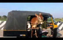Cow in transit