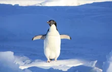 Dziś światowy dzień pingwina! (25 kwietnia 2018r.)