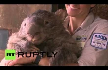 Poznajcie Patricka - najstarszego i największego wombata na świecie!