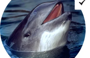 Ocal morświna! Podpisz apel w obronie jedynego kuzyna delfina żyjącego w Bałtyku