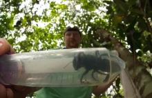 Latający buldog - największa pszczoła na świecie uznana za wymarłą znaleziona na