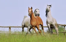 Sejm chce uhonorować konie. "Jesteśmy winni szacunek tym zwierzętom"