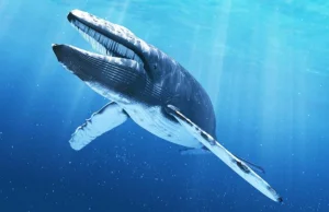 Najbardziej samotny wieloryb na świecie