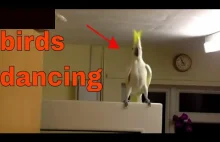 Tańczące papugi