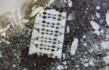 Skamieniały mikrochip sprzed 250 milionów lat