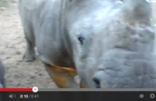 Wiecie jakie odgłosy wydaje młody nosorożec?